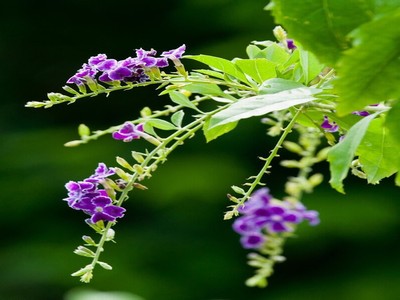 《无颜之夜》完整版樱花动漫