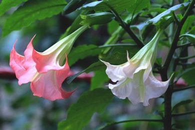 《病勤夜栋》樱花