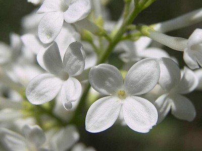 乡村寻芳记林傲天