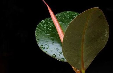 保护者郑雨盛在线观看