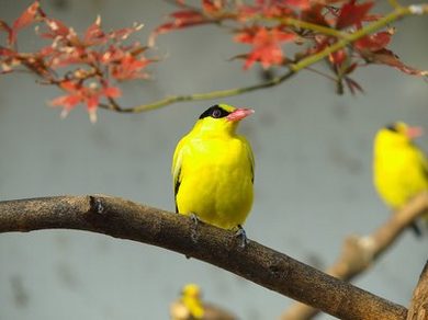 女生扒开屁股