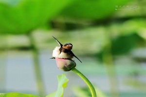 忘忧草实验室研究