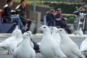 日本100顶级推理电影