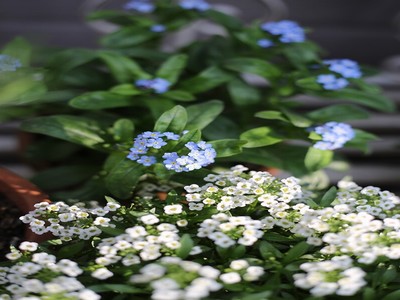 桃花源洞口芳草萋萋