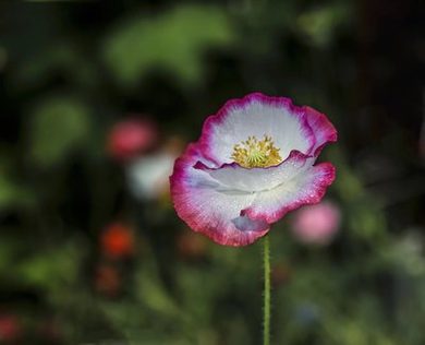 樱花动漫bl