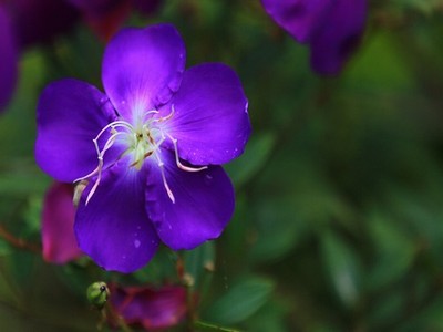 樱花阁